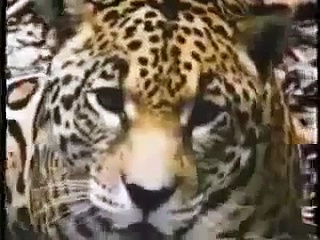 ワニ VS ジャガー
