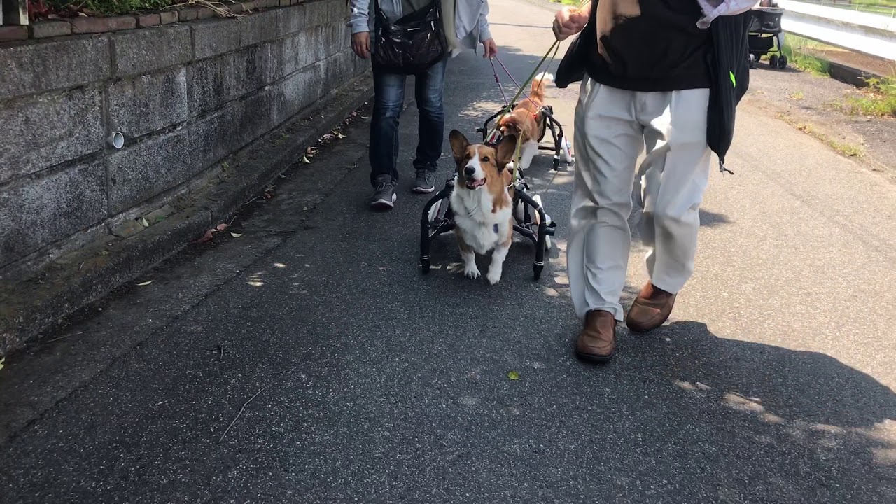 1534　ぽぐ　コーギー車椅子試乗車1