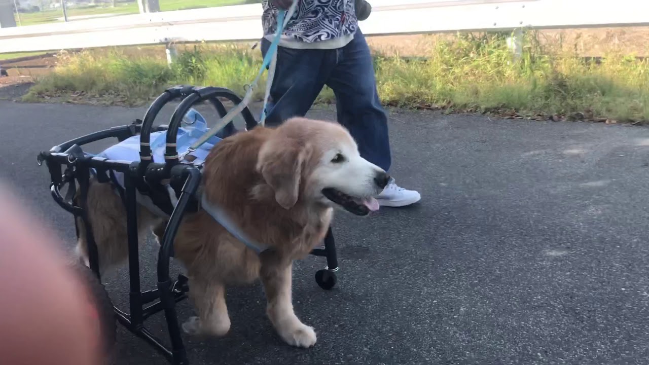 1538　ビート君　ゴールデンレトリバー犬の車椅子試乗車