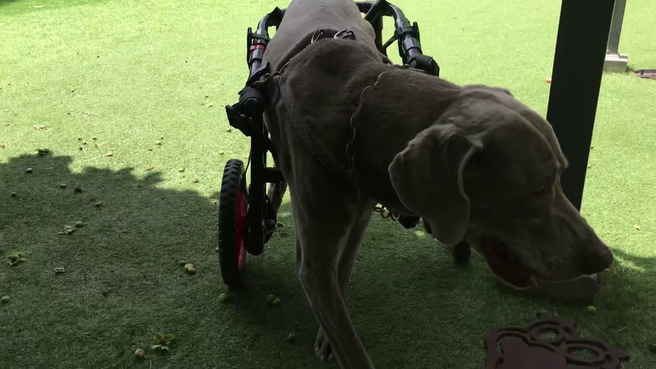 1542　海里君　ワイマラナー犬の車椅子試乗車