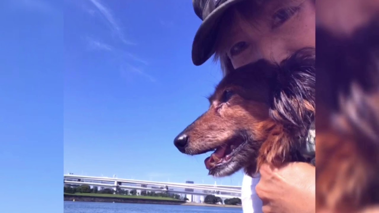 愛犬とお台場散歩！2019秋•お台場キャンピングカーイベントへ