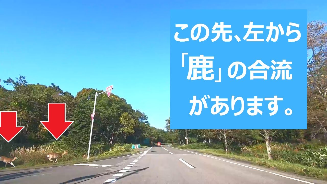 【北海道ドライブ】この先、左から「鹿」の合流があります。【知床横断道路・国道334号線】