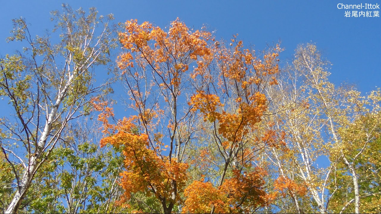 車中泊車DIY 北海道旅先【 岩尾内紅葉】ダム湖　白樺キャンプ場