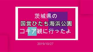 国営ひたち海浜公園コキアが見頃！海浜口駐車場穴場。相模原から茨城県コキア紅葉時期案内動画４ｘ４GRAVEL．フォーバイフォーグラベル.グラヴェル.グラベル発信