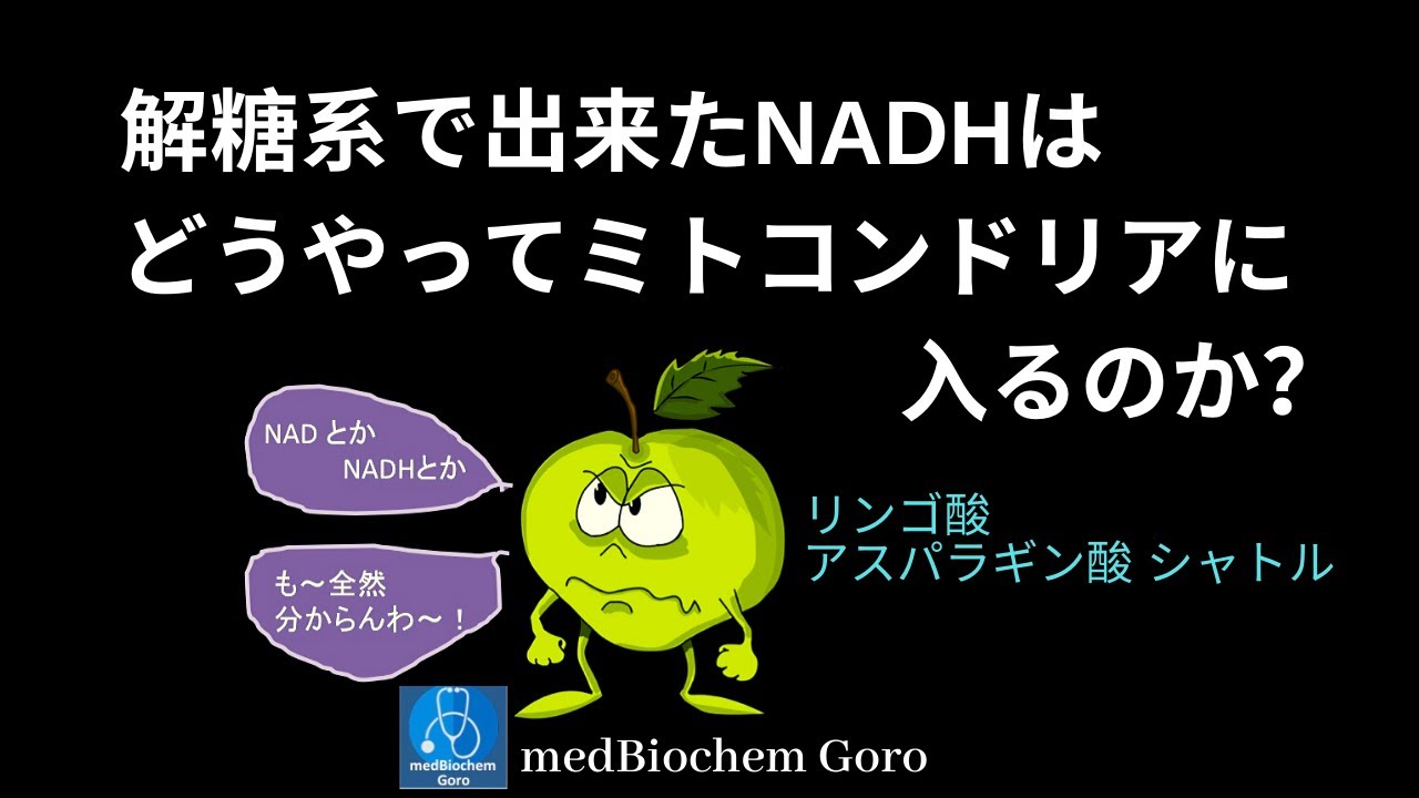 リンゴ酸シャトル / NADHの説明;  解糖系で出来たNADHはどうやってミトコンドリアに入るのか？