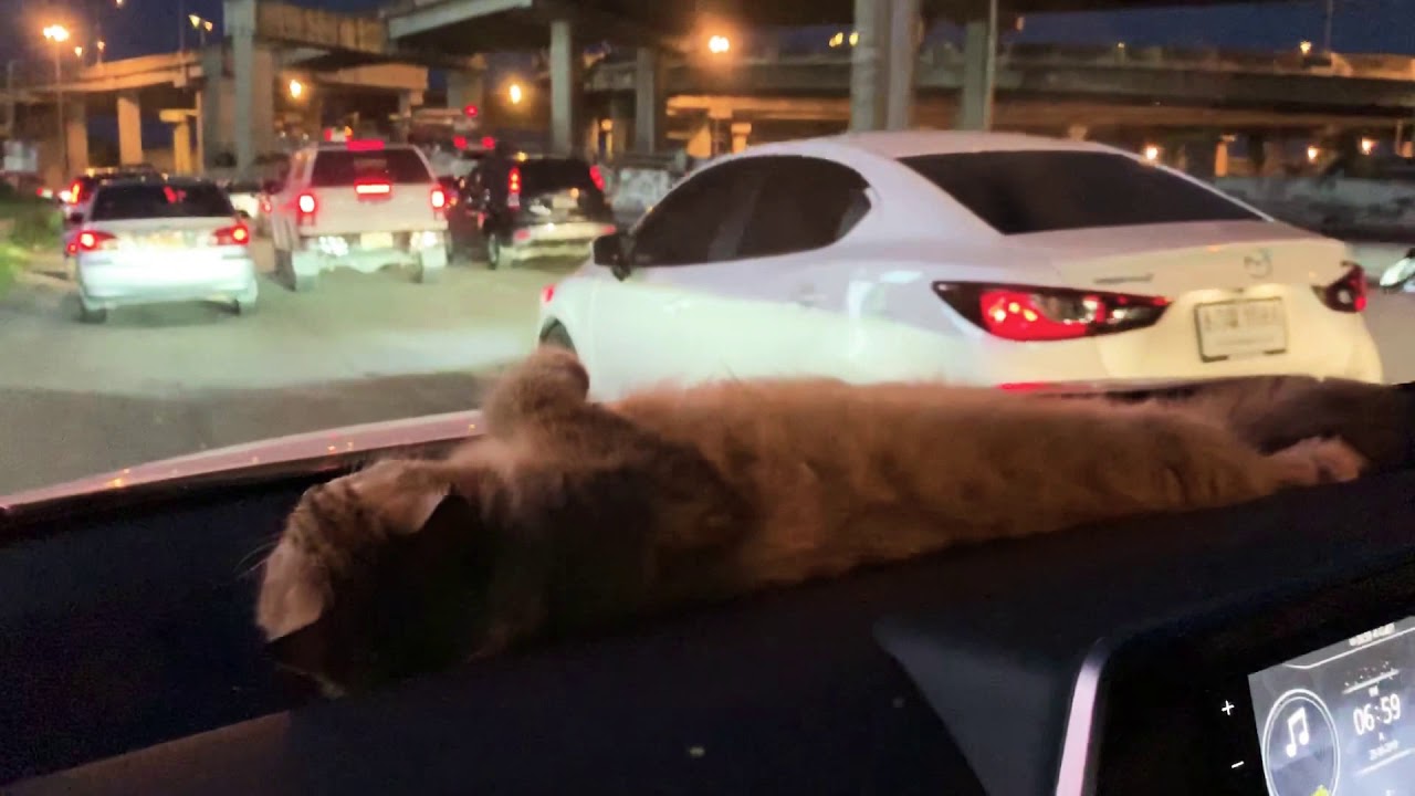 รีวิวที่นอนแมว-หน้ารถ : Toyota CHR