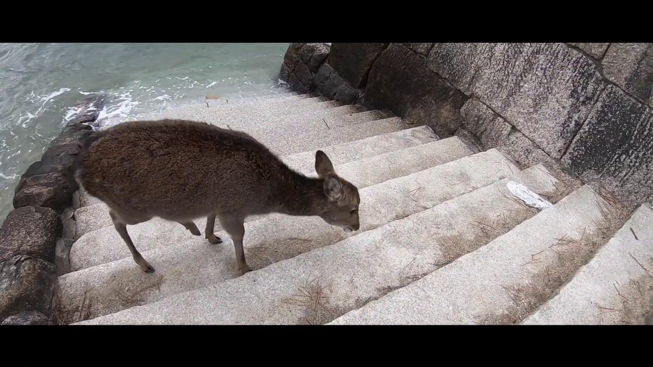 【広島・厳島神社VLog】GoProだけで宮島を巡る車中泊旅(Go to Miyajima with only GoPro)