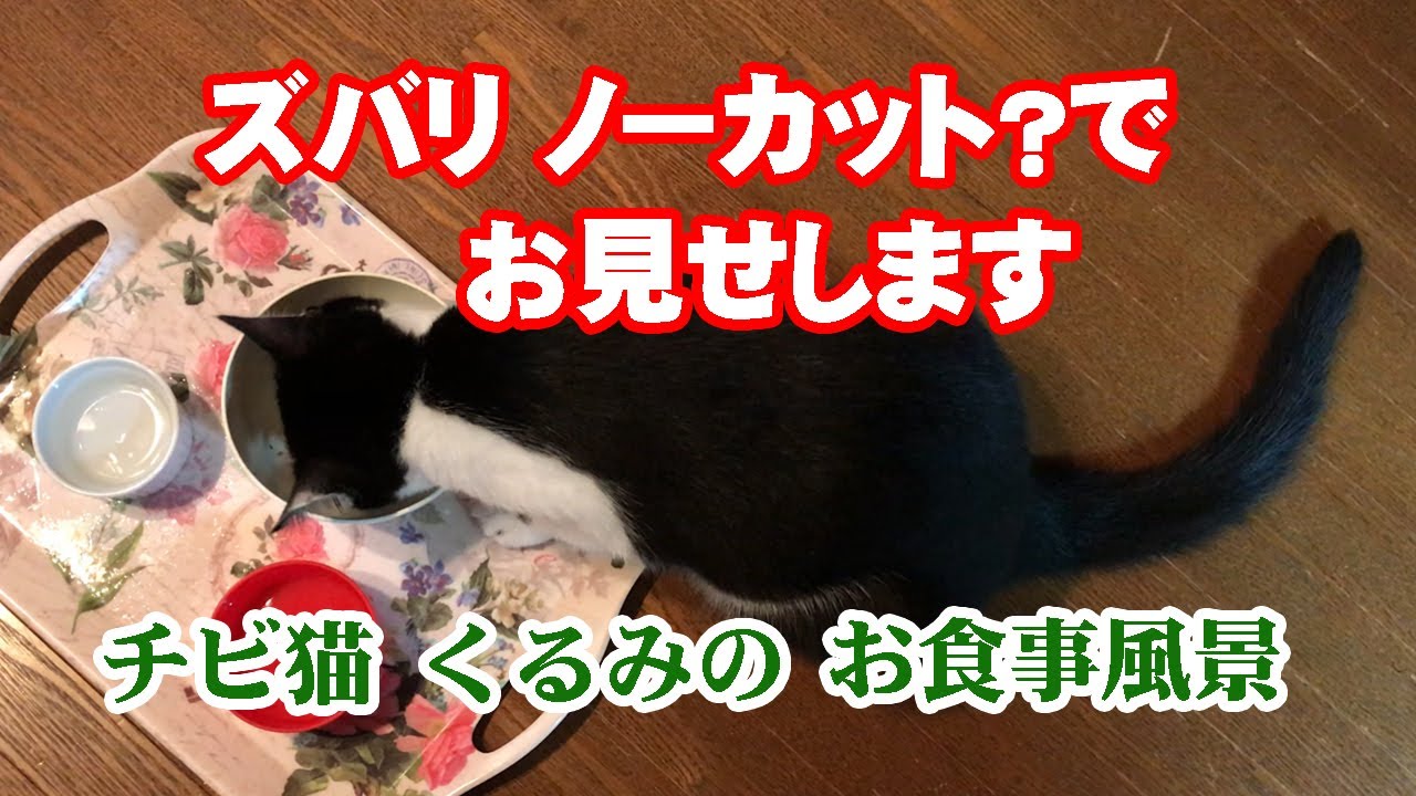 車中泊でも車中ランチでもない、捨て猫だった愛猫「くるみちゃん」のお食事風景、その豪快な食べっぷりをズバリ、ノーカットでお送りします！