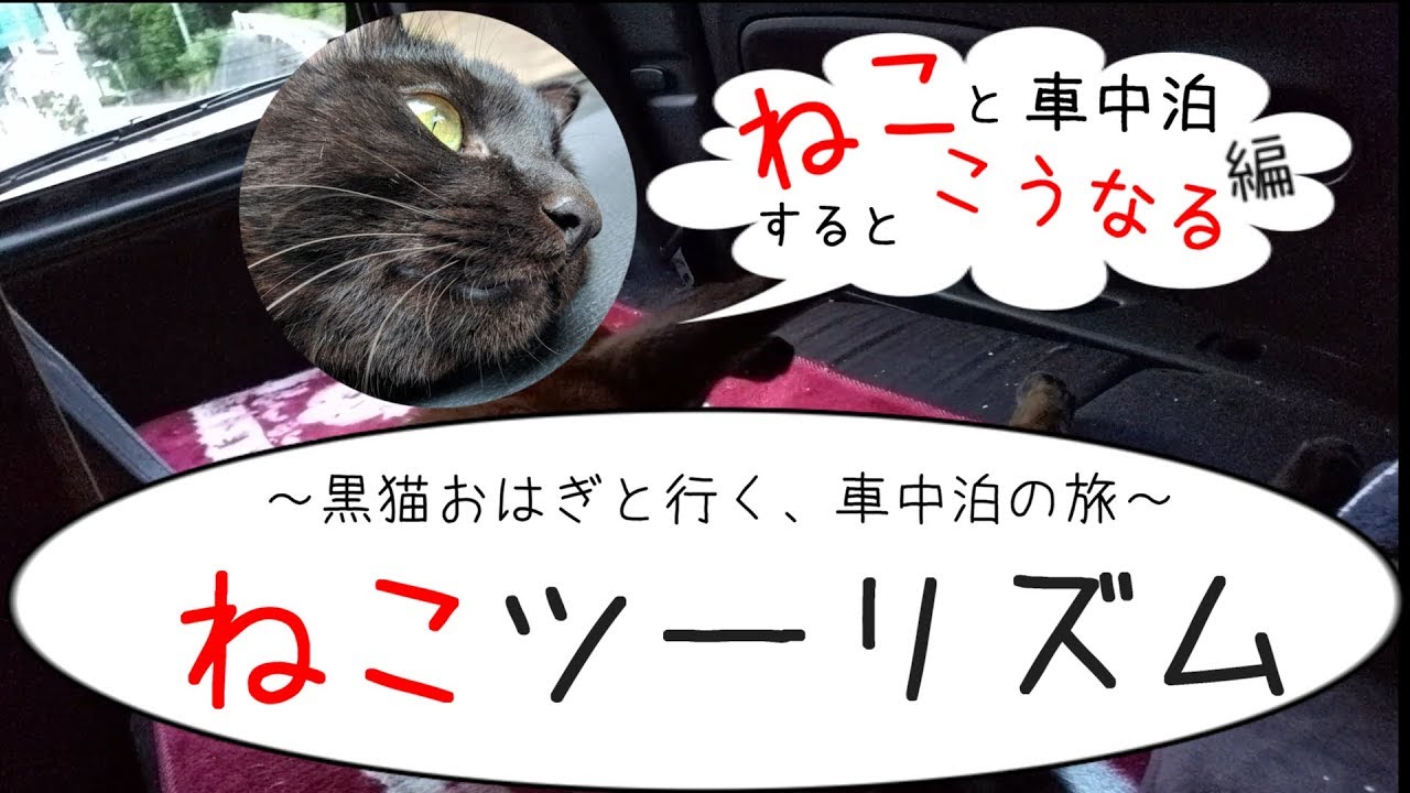 猫と車中泊すると車内はこうなる