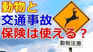 動物と衝突して交通事故を起こした場合の対処方法!自動車保険は使えるの?【車の雑学】