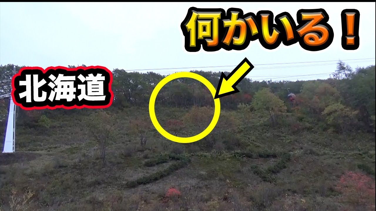 【夫婦で車中泊！北海道一周】森の中に動物が！？