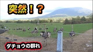 ダチョウ牧場でみんな急に・・・【北海道一周車中泊の旅】