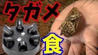 【対戦企画】感電した人がタガメを食べます(昆虫がダメな人は見ないでください)