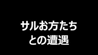 【ドライブレコーダー】ドラレ小ネタ（サルお方との遭遇#1）