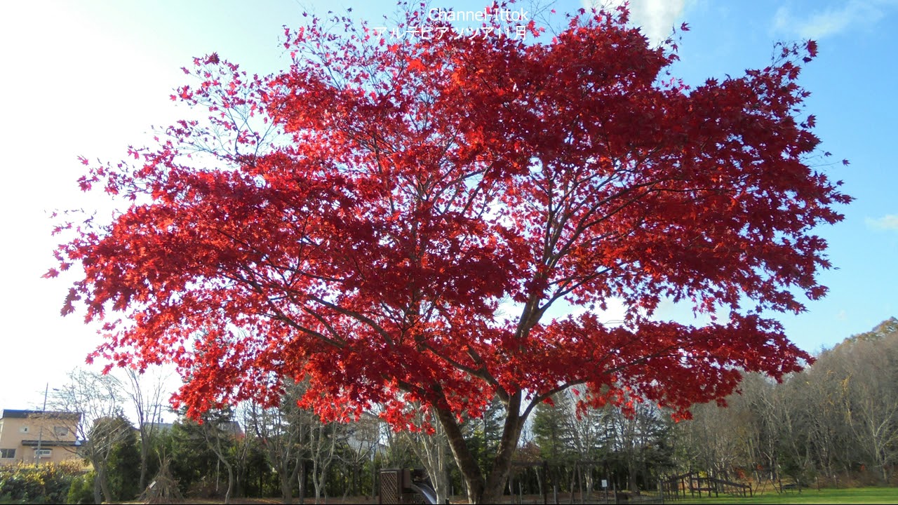 車中泊車DIY 北海道旅先【アルテピアッツア美唄11月 】