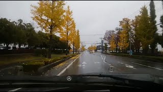 W124 Mercedes-Benz Medium class【Japanese autumn leaves Ginkgo row of trees】メルセデスベンツ 紅葉