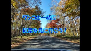 シエンタファンベースでワンコと長野・山梨紅葉旅