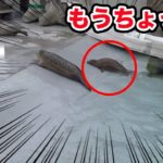 初めての旭山動物園!もぐもぐタイムに感動【北海道一周車中泊の旅】
