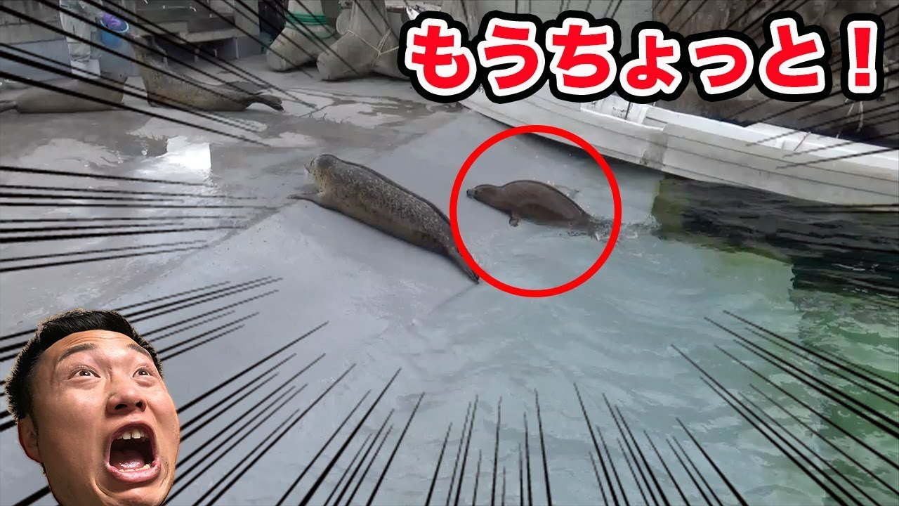 初めての旭山動物園！もぐもぐタイムに感動【北海道一周車中泊の旅】