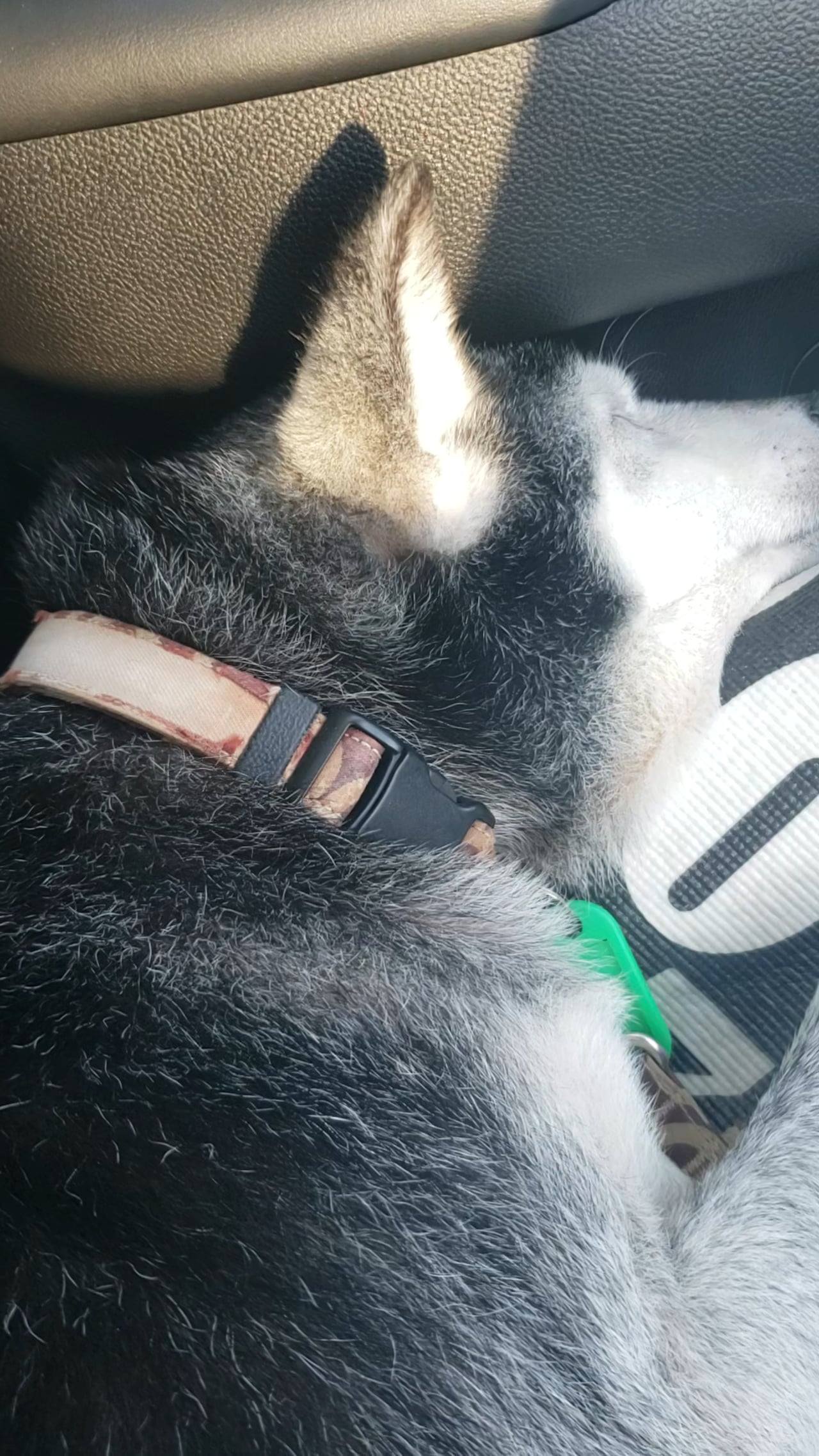 車の助手席でイビキかいて爆睡する柴犬。