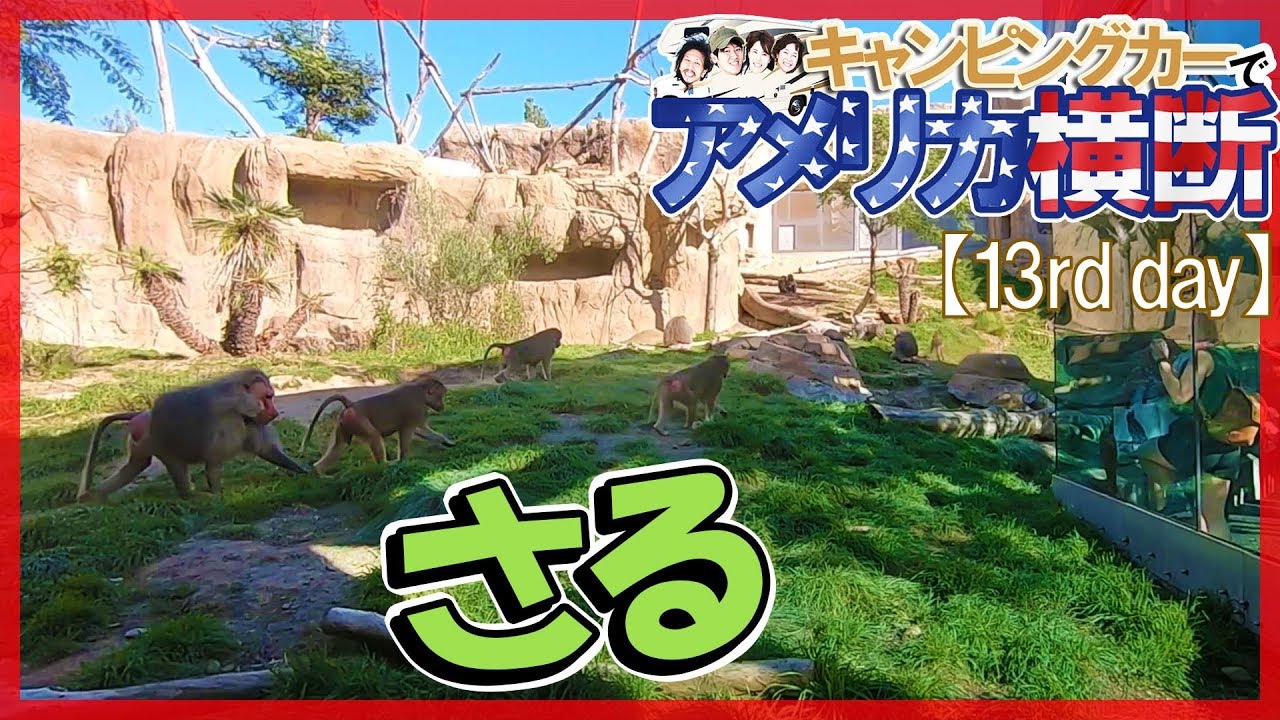 アメリカ横断 サンディエゴ動物園でサルとかネコとか☆キャンピングカー旅【12日】
