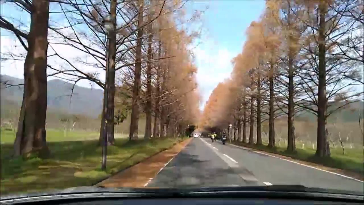 ドライブ 動画 撮影  !（12月15日） ドライブ レコーダー 代わりに  スマホ  を使って メタセコイア 並木道 を 動画 撮影 しています！