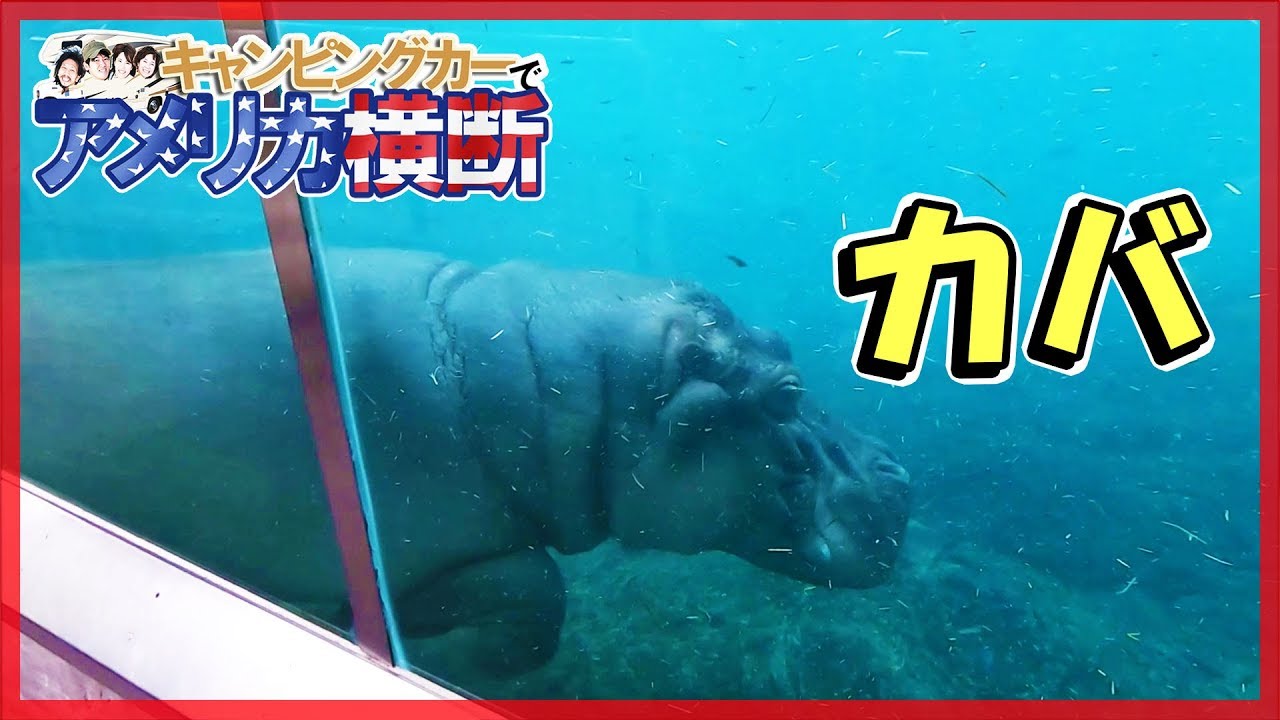 アメリカ横断 サンディエゴ動物園のカバさん☆キャンピングカー旅【13日目】