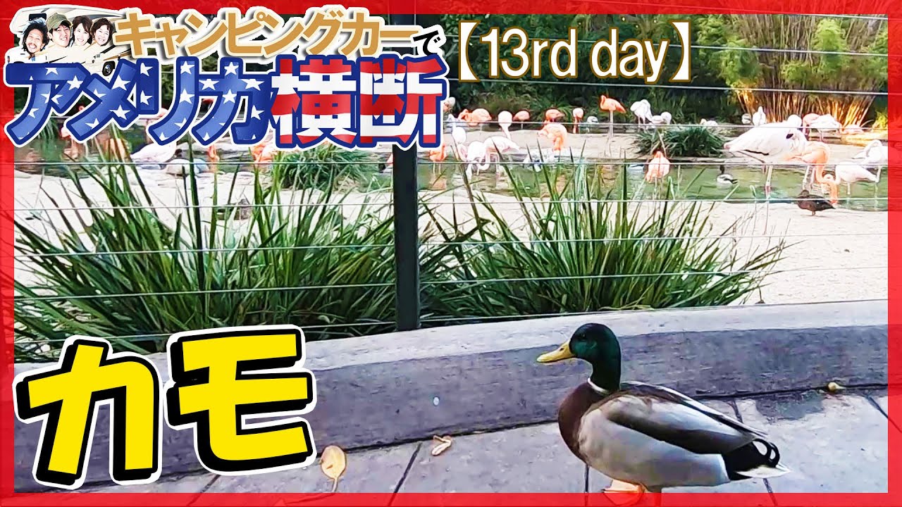アメリカ横断 サンディエゴ動物園の水辺の鳥たち☆キャンピングカー旅【13日目】