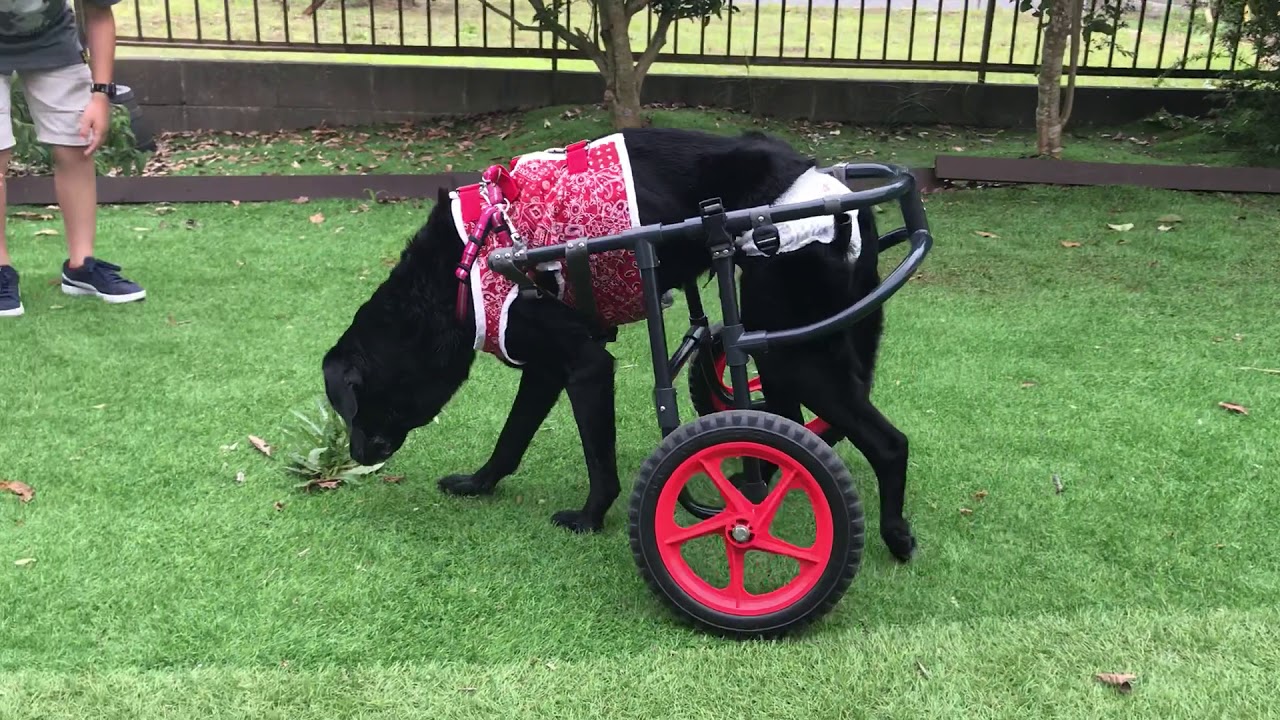 1577　ウェーヴちゃん　ゴールデン車椅子試乗車