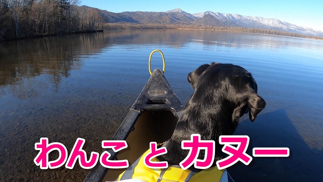 わんこと車中泊 ラブラドールレトリバーと散歩旅 釧路川でカヌー【犬旅2】