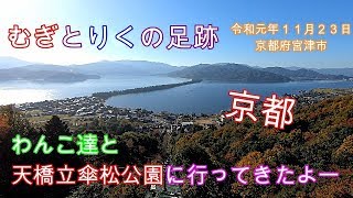 ハイエースキャンピングカーで行く　京都　天橋立傘松公園に行ってきたよー　【トイプードルむぎりく#29】京都府宮津市