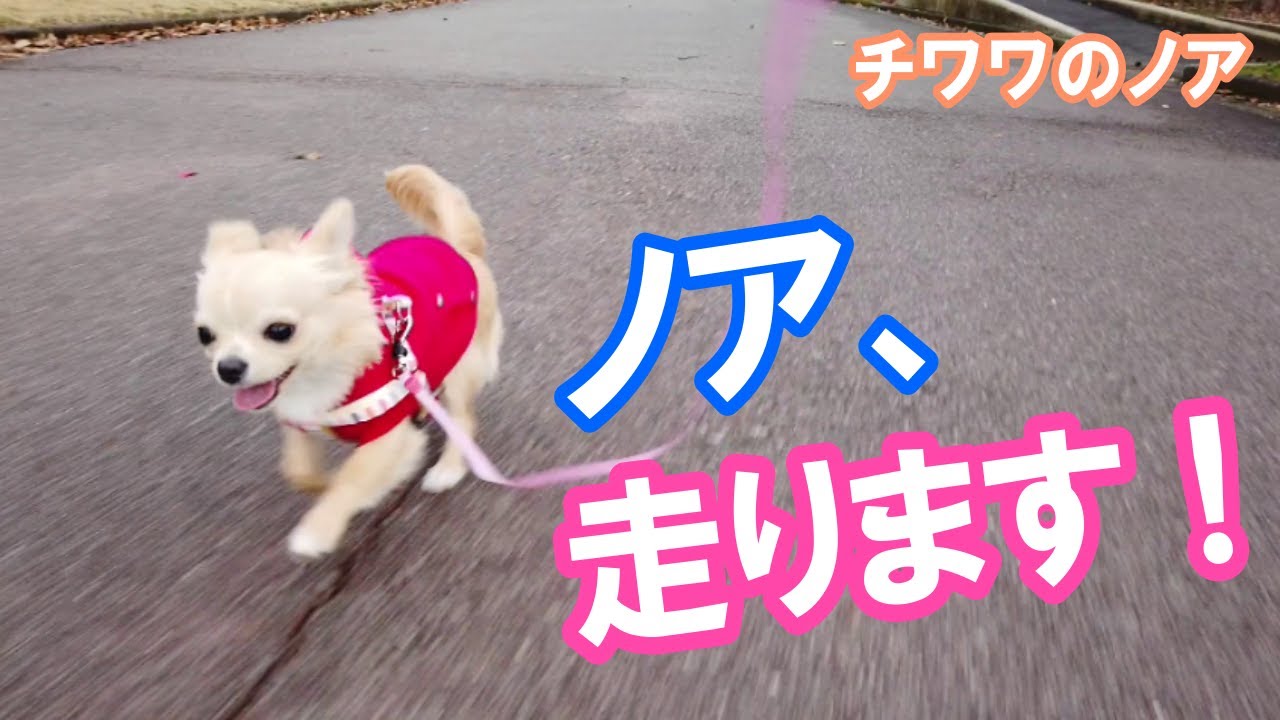 【ノア、走ります】チワワのノア #78 ~ Chihuahua Noah runs ~