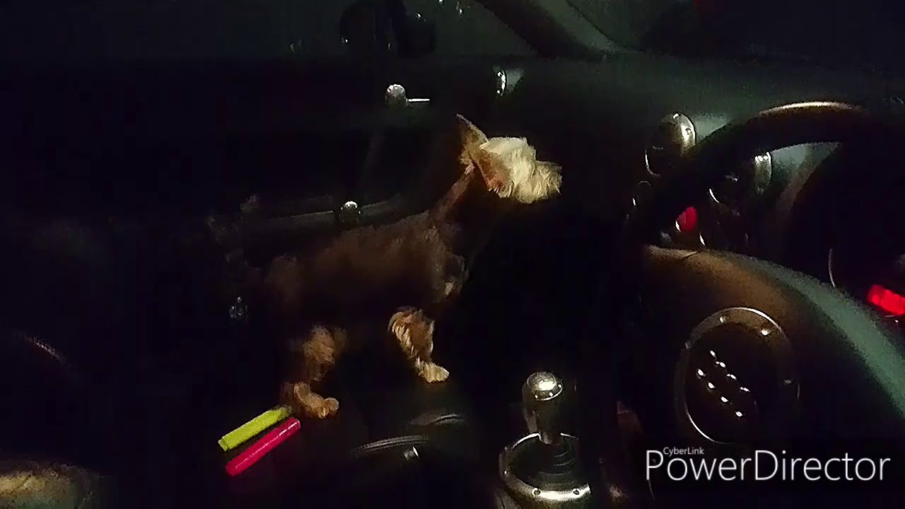 AUDI TT - Gear knob