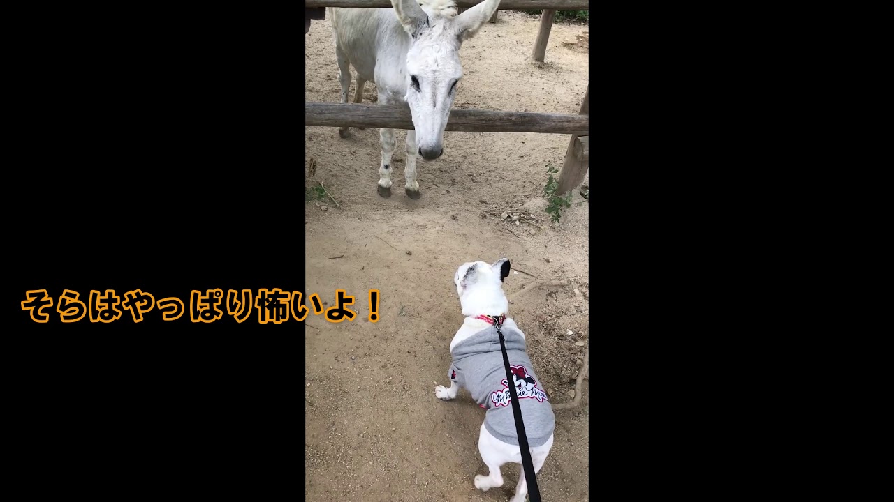 わんこ旅ひかるとそらの車中泊　香川県前編