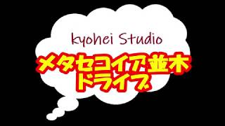 ドライブ 動画 撮影 で ドライブ レコーダー 代わりに タブレット スマホ 用 クリップ 式 ホルダー を使って メタセコイア 並木道 を 動画 撮影 しています！令和2年1月11日