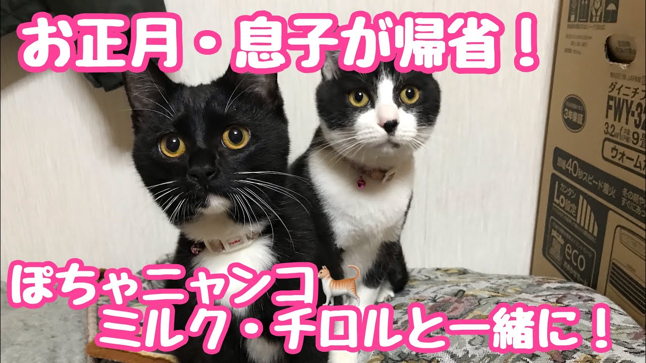 【キャンピングカー・愛犬と車中泊・50代夫婦】息子が猫🐈ちょっと一緒に帰省しました！