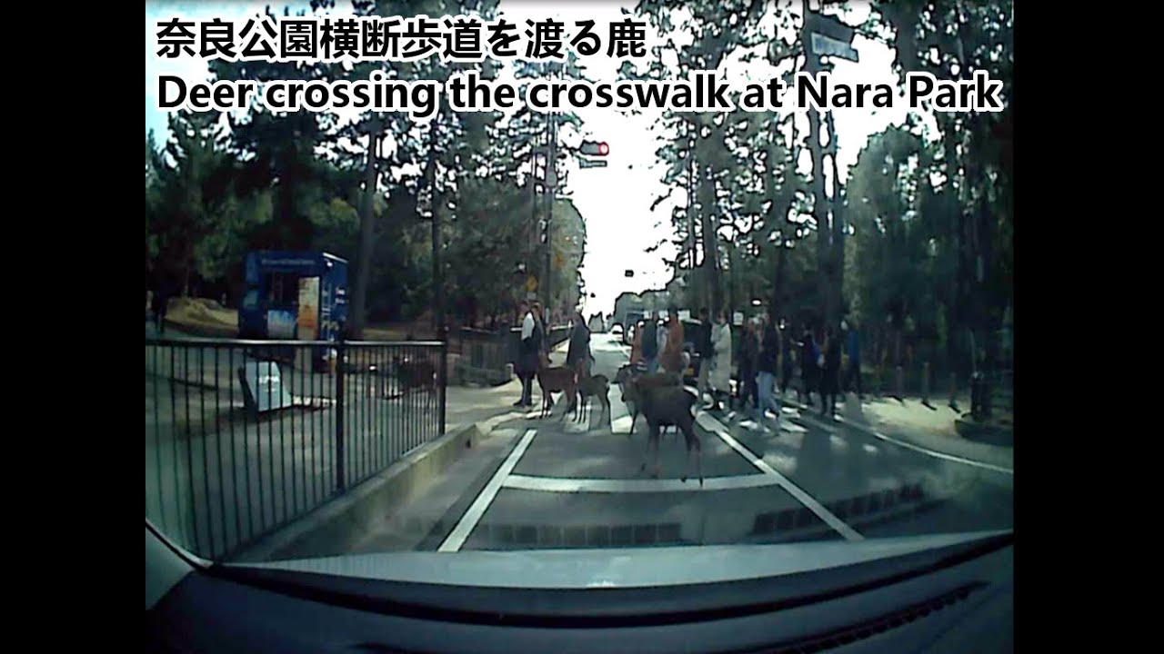 ドライブレコーダー行車記録儀　奈良公園横断歩道を渡る鹿奈良公园Deer crossing the crosswalk at Nara Park