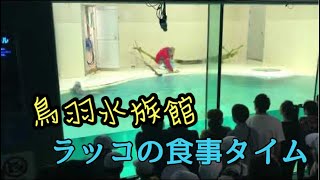 【鳥羽水族館のラッコ】セレナの食事