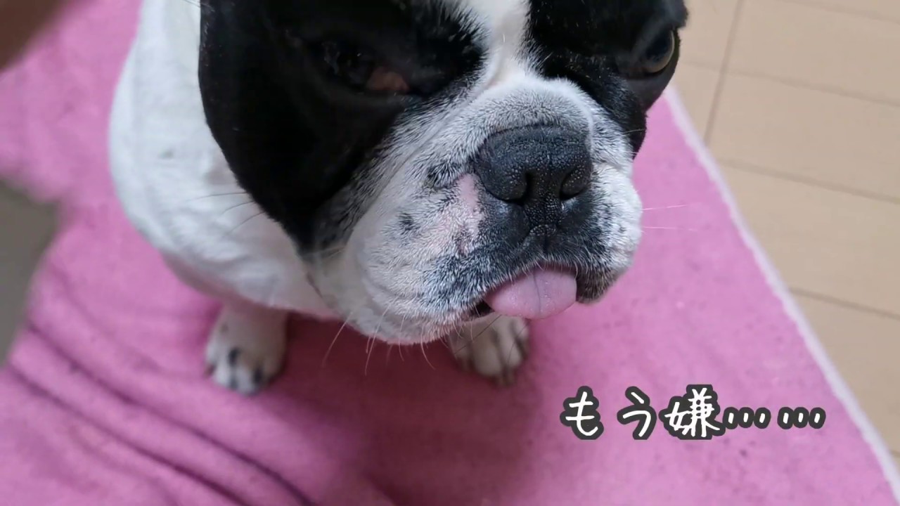 🐕ぷんのベンツ🐾🐕フレンチブルドッグの日常🐾一発芸ベンツです。