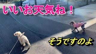 101 車中泊動画の後編です。ハイテンションな犬と穏やかな犬のお散歩です。(-_-;)