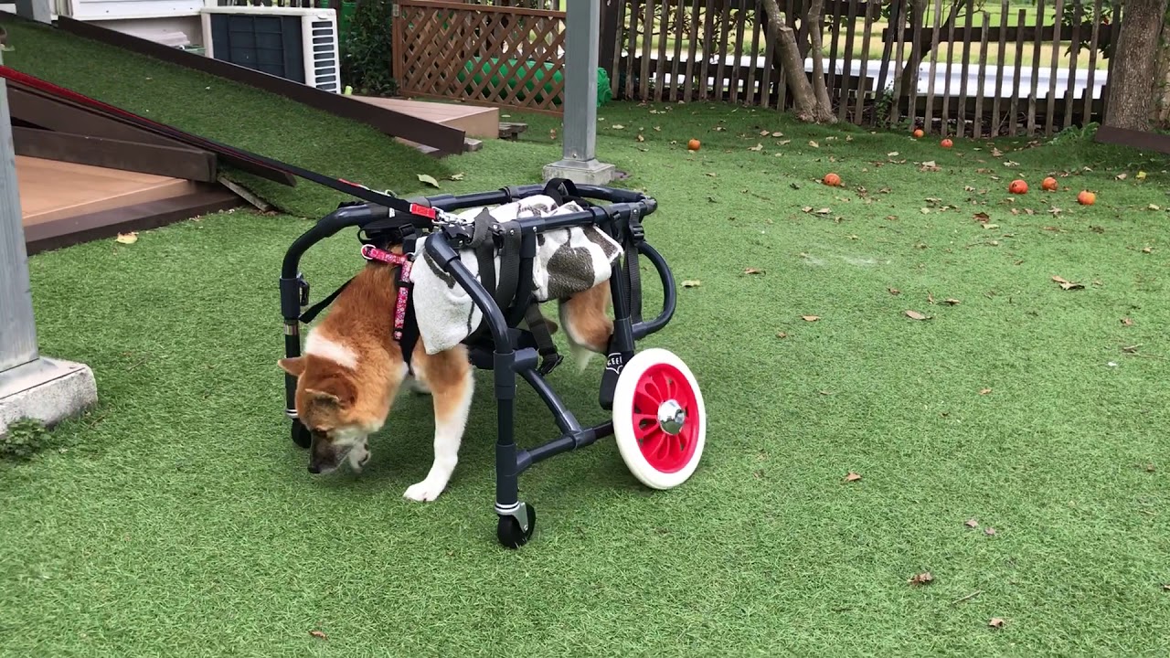 1617　はなちゃん　ミックス車椅子試乗車小走り