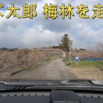 南部梅林、コペンでドライブスルー(2020 02 10)七分咲き