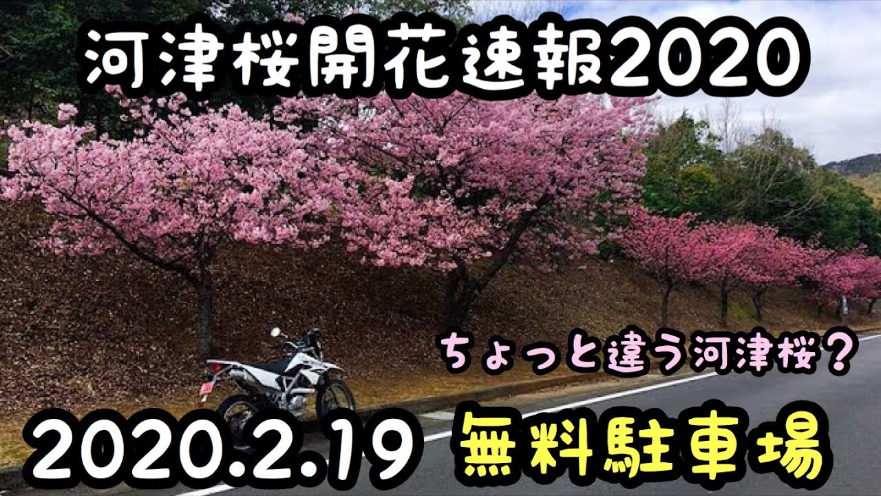 [河津桜速報]2020年2月19日 水曜日 無料駐車場　満開の河津桜　[モトブログ]河津町 kawazu ツーリング 伊豆 開花