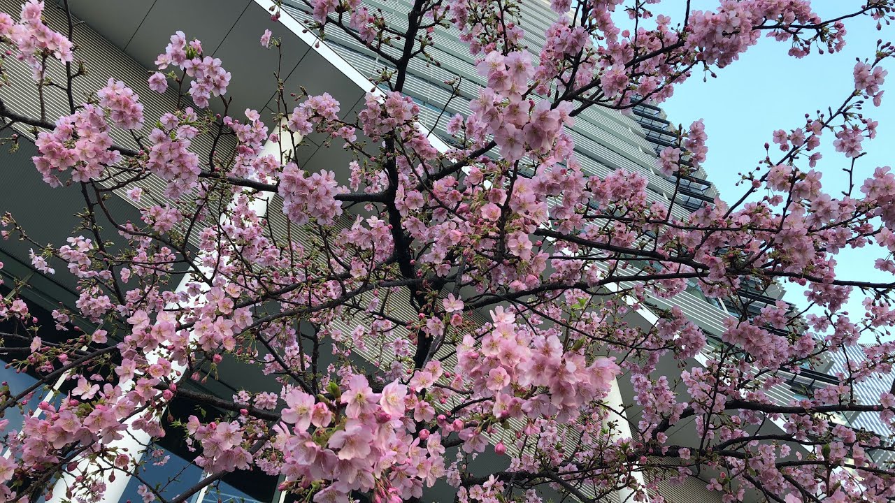 【2020横浜🌸春散歩】Yokohama Spring – Nissan HQ 横浜駅～日産グローバル本社・ギャラリー周辺までを散歩 Nissan Global Gallery at HQ Blg