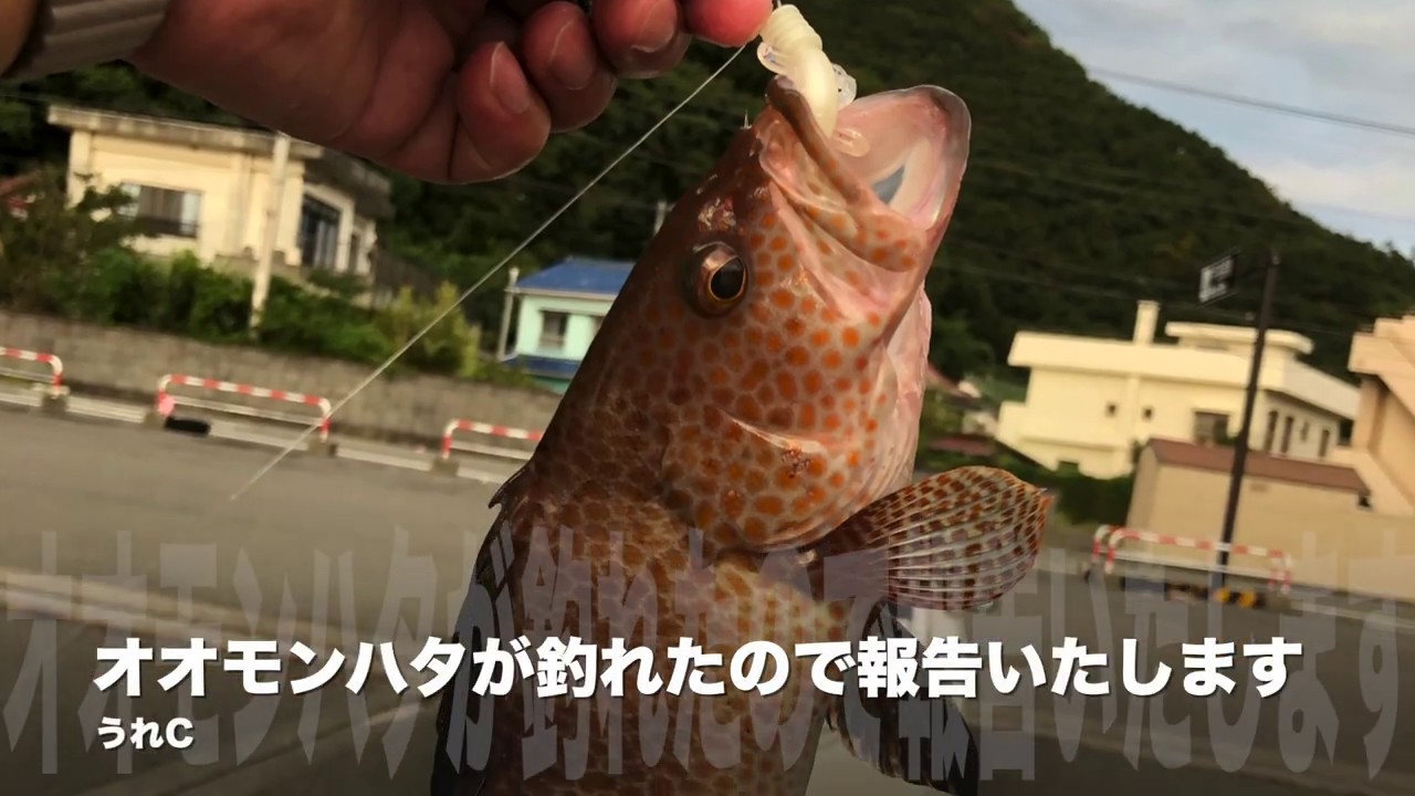 【24kwリーフお別れの旅】12 オオモンハタが釣れた!