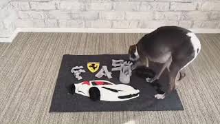 Playing Italian Greyhound with SniffingMat (Ferrari 458 spider)