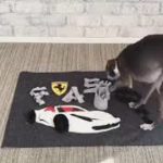 Playing Italian Greyhound with SniffingMat (Ferrari 458 spider)
