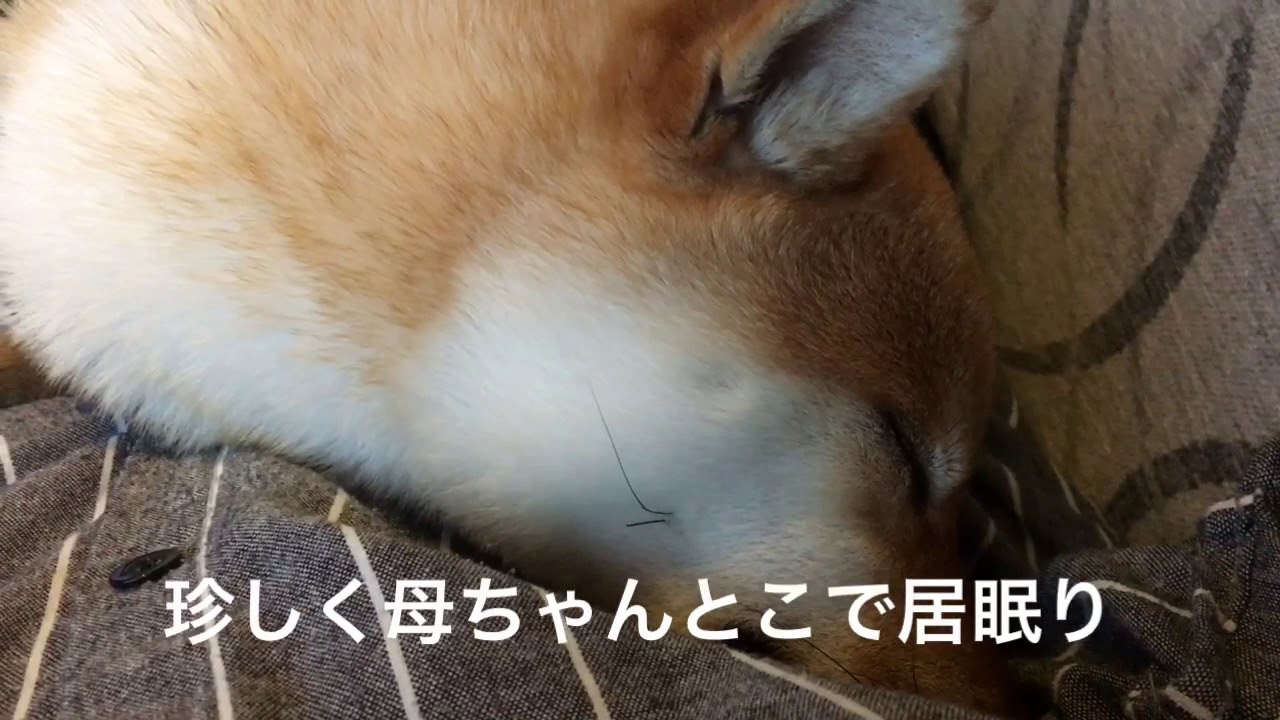 【豆柴くるみ】神奈川県三浦半島 車中泊の旅