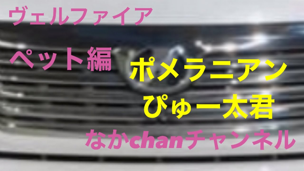 ヴェルファイア  ペット編　ポメラニアン ぼくぴゅー太くん