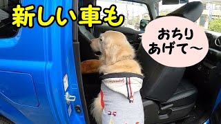 ジムニーでも おちり あげて のゴールデンレトリバーのはっち